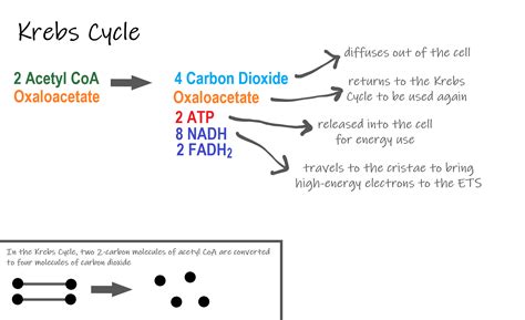 4.10 Cellular Respiration – Human Biology