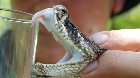 Why Azerbaijan can't sell snake venom? Reason revealed