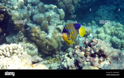 Royal angelfish. Fishes - a type of bone fish Osteichthyes. Angelfish ...