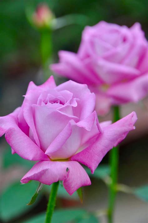 Chantilly Lace Dream Garden Flowers, Flower Garden, Gorgeous Gardens, Beautiful Roses, Rose ...