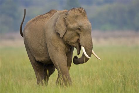 Asian Elephant - Elephas Maximas - The Animal Encyclopedia