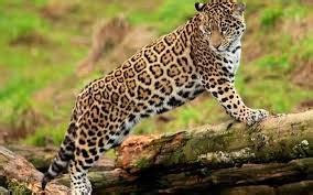 jaguar Animals | Amazing Facts & Latest Pictures | Animals Lover