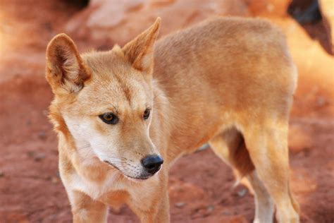 A Story About Lindy the Pet Dingo