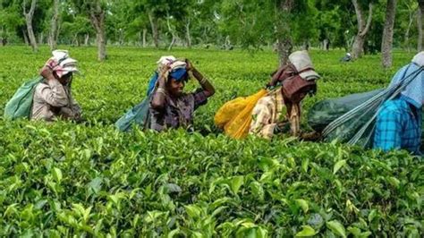 Relief for Darjeeling planters as Tea Board of India lifts ban on tea ...