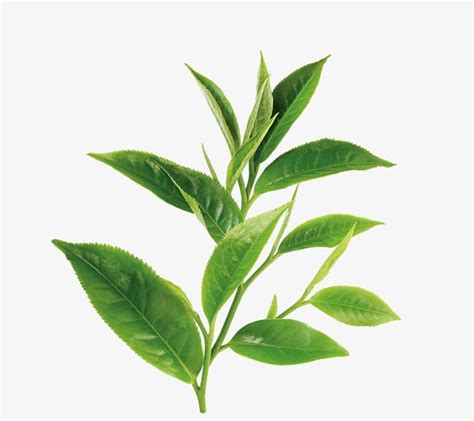 Green Tea, Leaf, Green, Tea PNG Transparent Image and Clipart for Free Download | Tea leaves ...