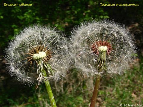 Taraxacum erythrospermum (Red-seeded Dandelion): Minnesota Wildflowers