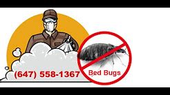 Bed Bugs Toronto Exterminator Review - Critters Gone