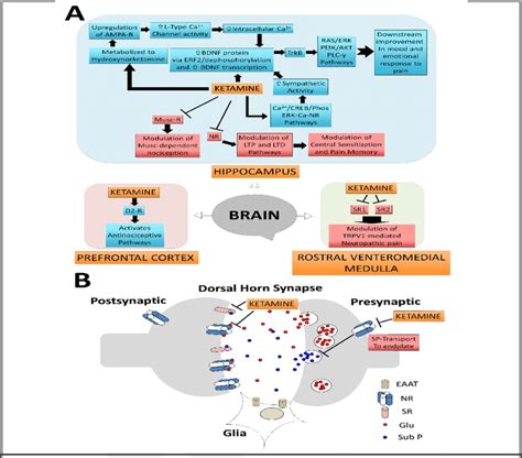 Illustration of ketamine's mechanism of action. | Download Scientific ...