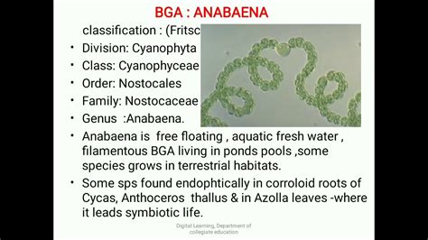 BOTANY: Phycology - ANABAENA (BGA) Thallus structure - YouTube