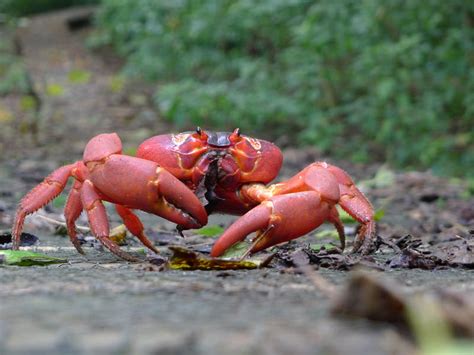 Anatomy Of Crustaceans - Anatomy Book