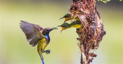 Hummingbird - A-Z Animals