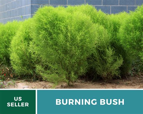 Burning Bush 100 Seeds Brilliant foliage/hedge that turns | Etsy