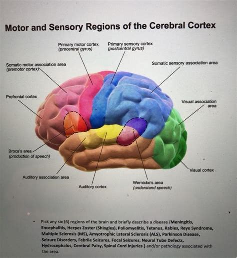 Solved Motor and Sensory Regions of the Cerebral Cortex | Chegg.com