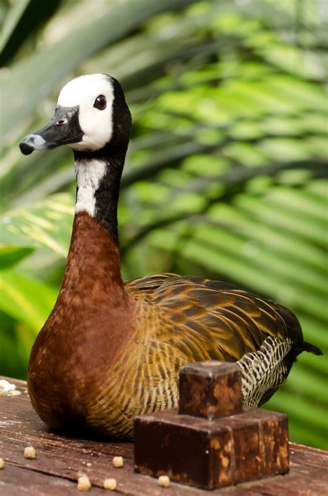 Duck - Animals Free Stock Photo - Public Domain Pictures