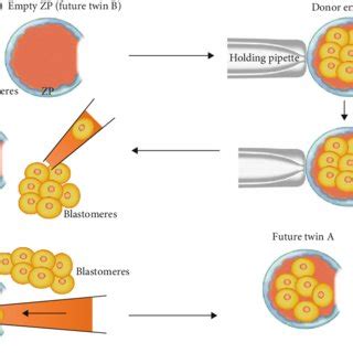 Comparing blastomere biopsy and bisection. | Download Scientific Diagram