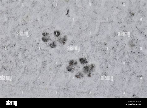 Fox Paw Prints in the Snow Stock Photo - Alamy