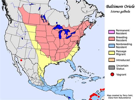 Oriole range map | Map, Bird, Orioles