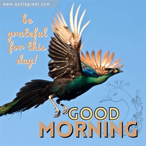 33 [NEW] Beautiful Good Morning Peacock Images |Quotes |Greetings - QuoteGreet