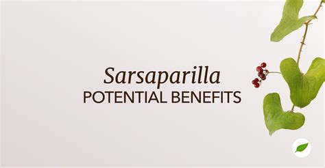 The History and Science Behind Sarsaparilla Benefits - NHC