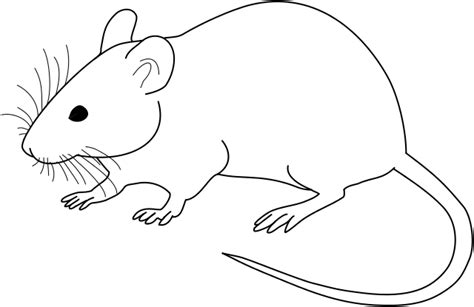 File:Vector diagram of laboratory mouse (black and white).svg - Wikimedia Commons