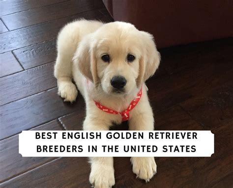 12 Best English Golden Retriever Breeders! (2023) - We Love Doodles