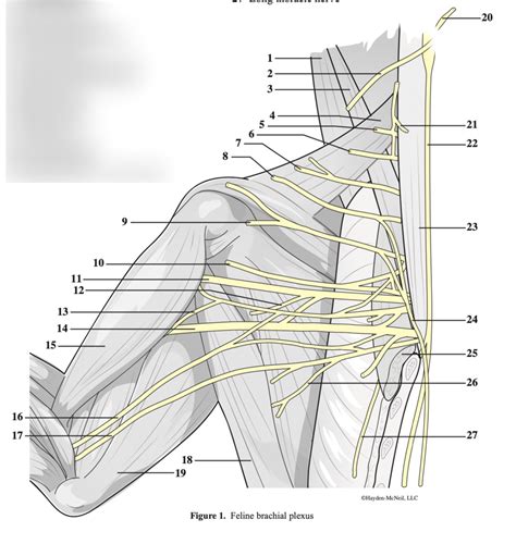 Feline Brachial Plexus Diagram | Quizlet