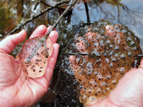 Jefferson Salamander Eggs