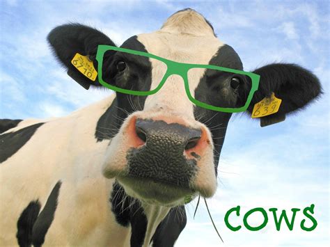 Funny Cow Wallpaper (54+ images)