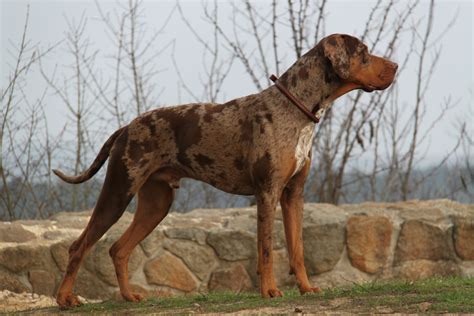 Catahoula Cur – Dog Breed Information and Pictures | Livelife