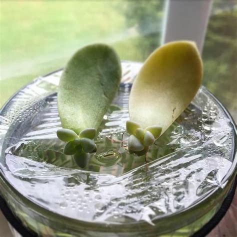 Water propagation for succulents | Succulent cuttings propagation, Succulent cuttings ...