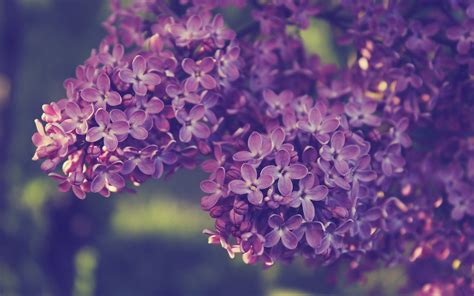 Purple Lilac Wallpapers - Wallpaper Cave