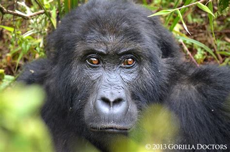 Young Grauer's Gorilla Freed from Snare in Kahuzi Biega National Park ...