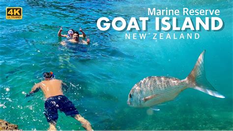 Goat Island Marine reserve | snorkeling | 4k | New Zealand | Harpal ...