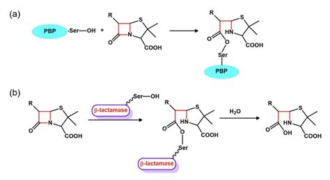 Opening the Black Box of Phenotypic Carbapenemase Detection