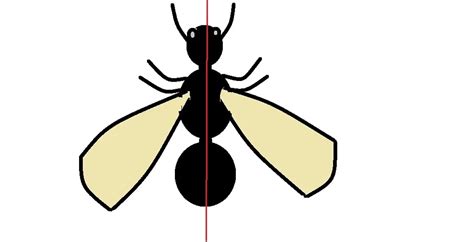 Kingdom Animalia - Different Phylum, Classification, Characteristics