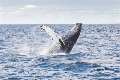 Whale Watching in Cape Town, South Africa | Adventours