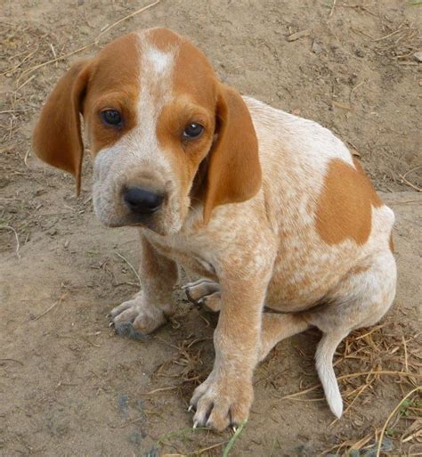 red tick coonhound | American English Coonhound / Redtick Coonhound | Coon hunting | Red Tick ...