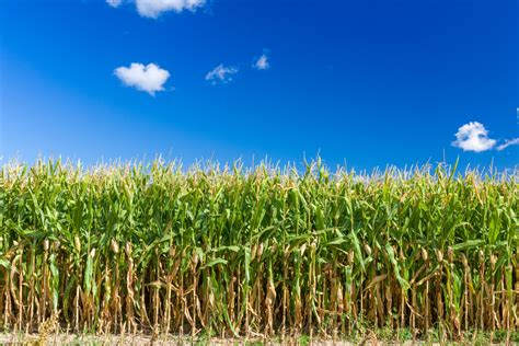 Corn Field Background Free Stock Photo - Public Domain Pictures