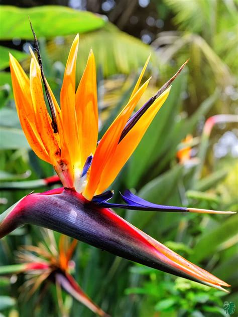 Buy Bird of Paradise - Strelitzia Reginae Online | Peppyflora®