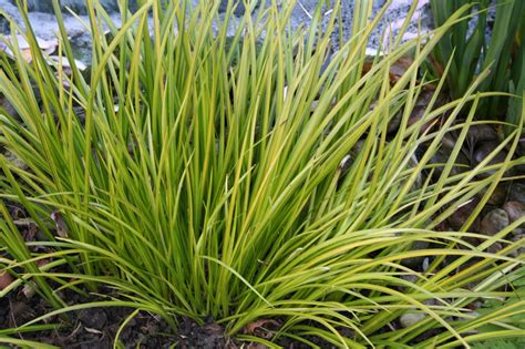 Acorus gramineus 'Ogon' - Slender Sweet Flag – Moore and Moore Plants