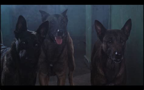 Screenshot Gallery .3. | Reel Dogs