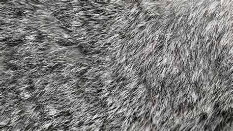 Rabbit Fur Texture Stock Images - Download 450 Royalty Free Photos