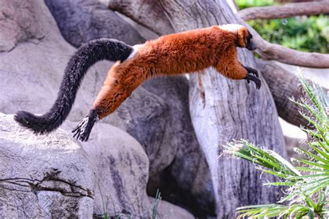 Red Ruffed Lemur - Fresno Chaffee Zoo