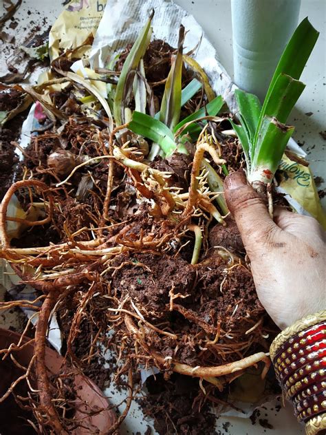 Garden Care Simplified: How to save bulb from rotting Transplanting tips in lily bulb