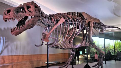 Tyrannosaurus Rex Skeleton Sue