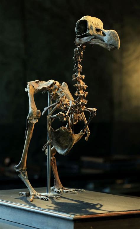 Auction house to sell composite skeleton of a dodo bird | The Seattle Times