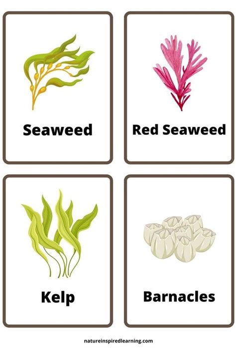 20 Ocean Flashcards (Free Printable) | Plants worksheets, Flashcards, Flashcards for kids