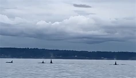 Southern resident orcas in Puget Sound this morning – My Ballard