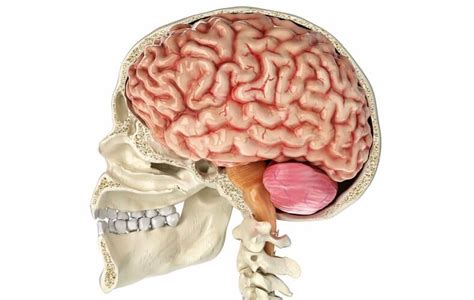 Reticular Formation - The Definitive Guide | Biology Dictionary