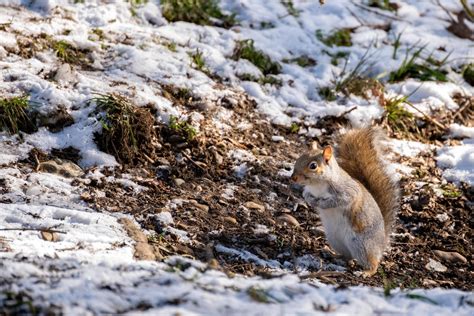 Grey Squirrel eating seeds in the snow 6826112 Stock Photo at Vecteezy